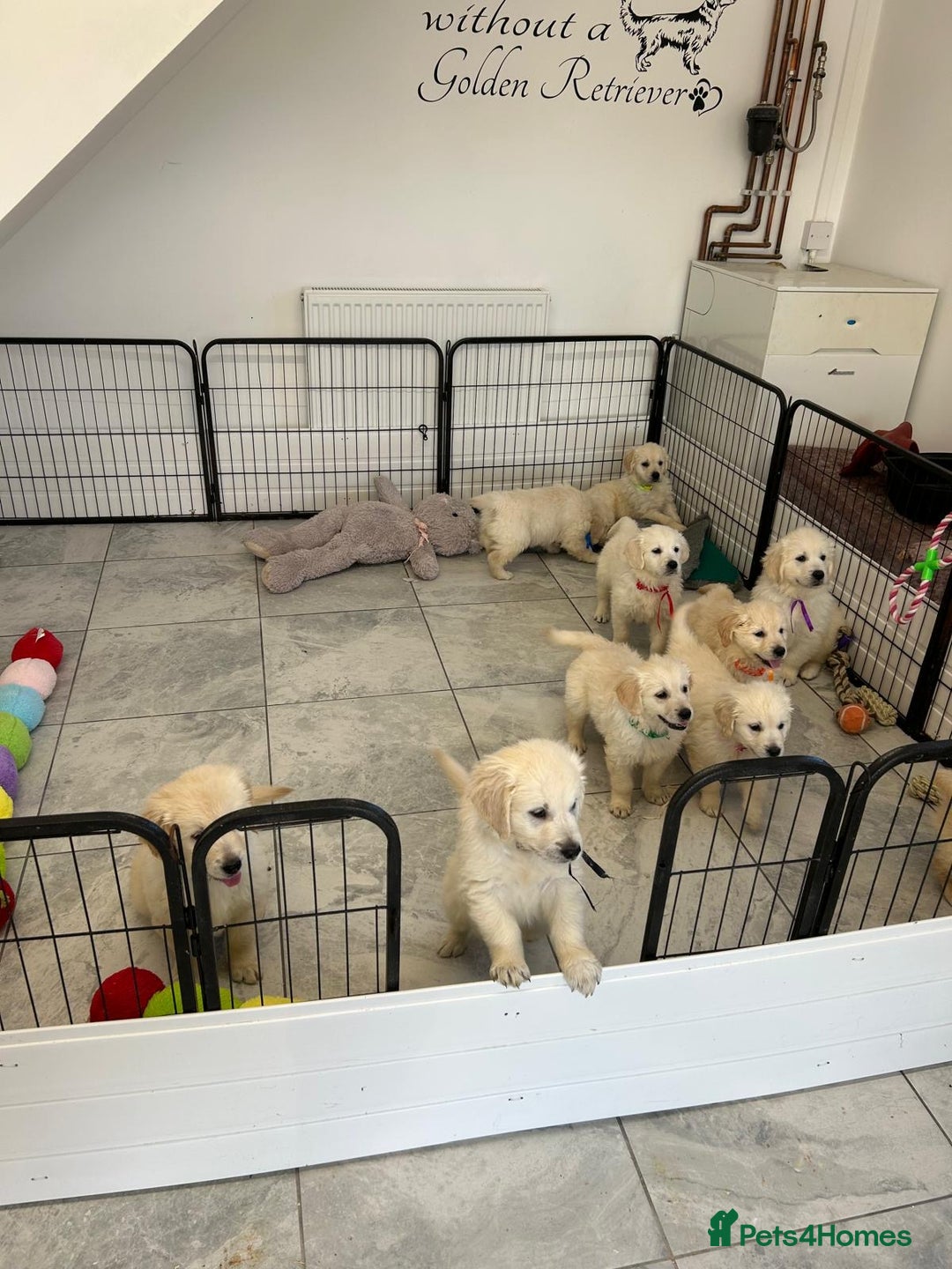 Golden Retriever dogs for sale: Wonderful happy golden retriever puppies  - Image 8