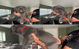Cane Corso dogs for sale: ICCF registered Champion Lines Cane Corso Puppies in Epsom - Image 13