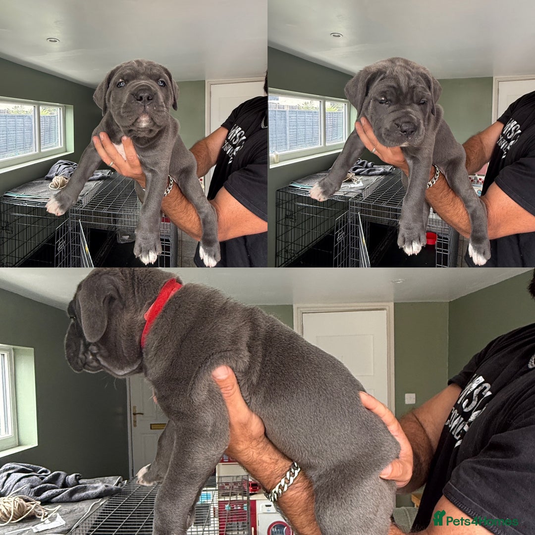 Cane Corso dogs for sale: ICCF registered Champion Lines Cane Corso Puppies in Epsom - Image 13