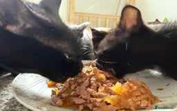 Mixed Breed cats for sale: Beautiful kittens  - Image 3