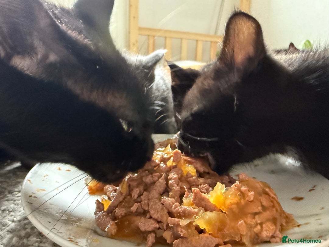 Mixed Breed cats for sale: Beautiful kittens  - Image 3