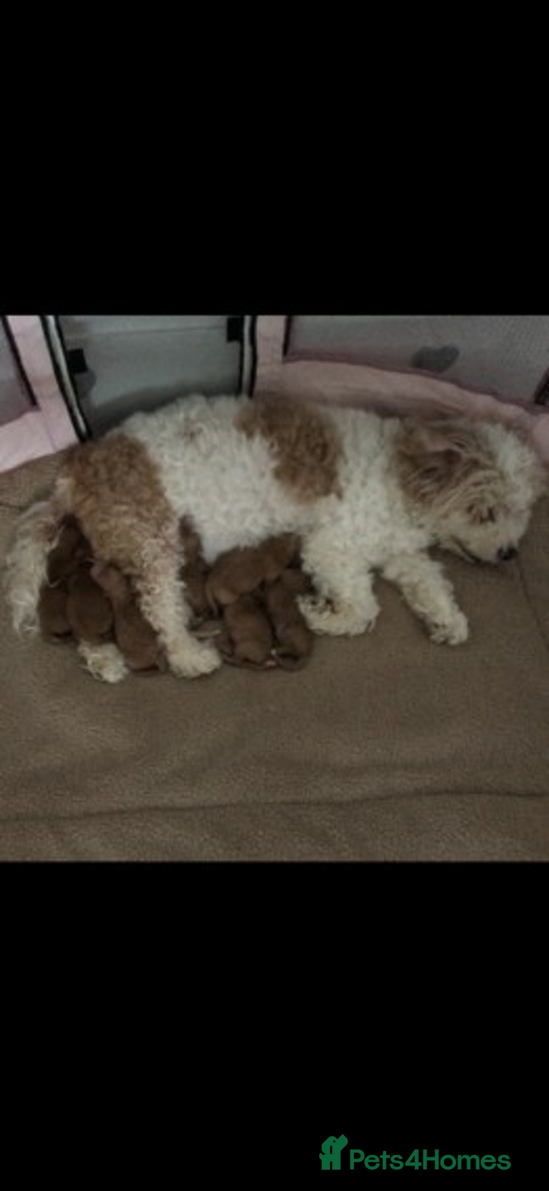 Cavapoo dogs for stud: Extensively Health Tested Deep Red Tiny Toy Poodle in Mansfield - Image 22