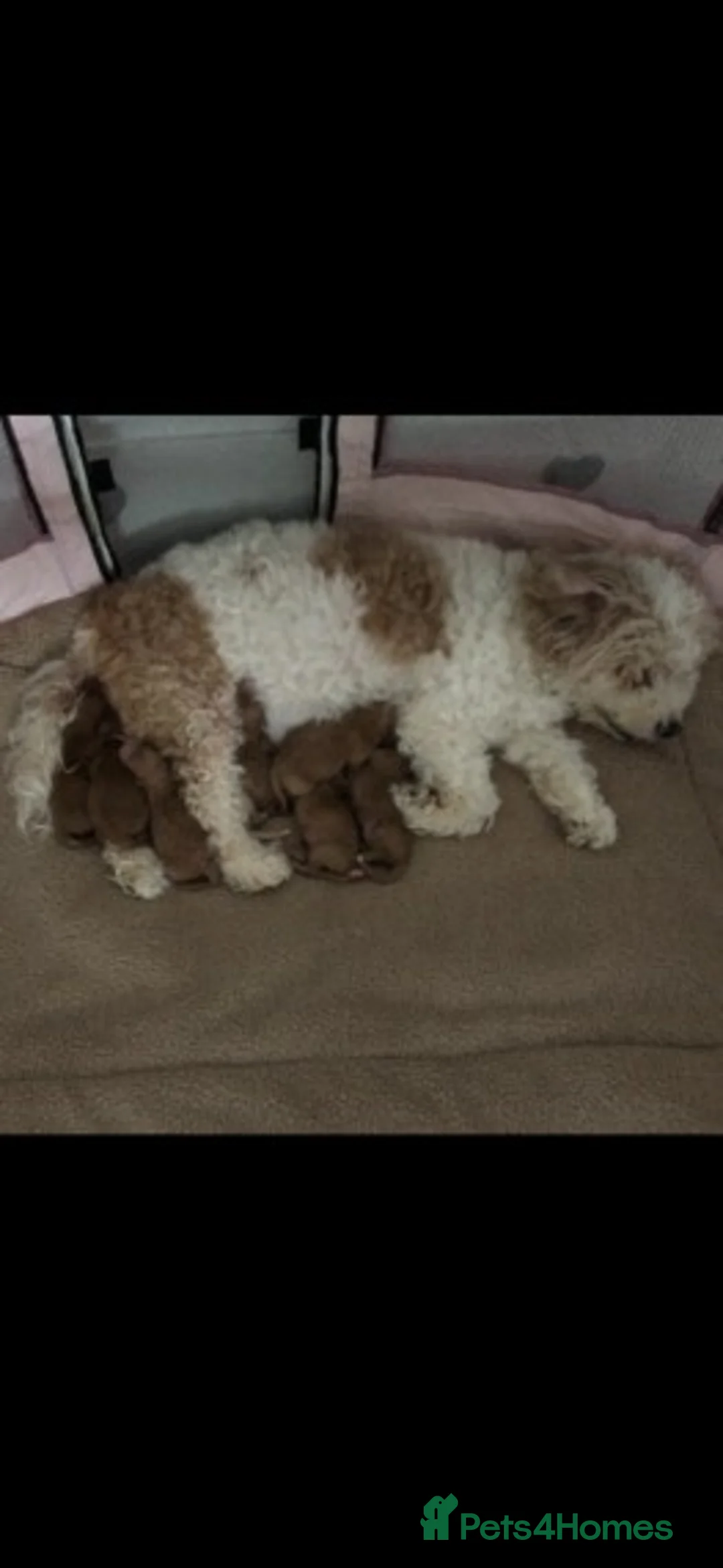 Cavapoo dogs for stud: Extensively Health Tested Deep Red Tiny Toy Poodle in Mansfield - Advert 22