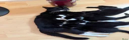 Mixed Breed cats for sale: 2 kittens ready to be homed  - Advert 4