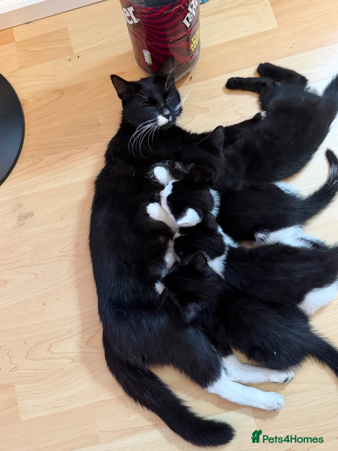 Mixed Breed cats for sale: 2 kittens ready to be homed  - Advert 4