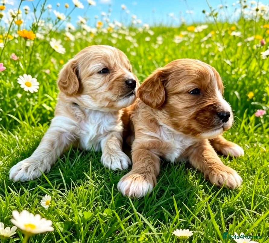 Cavapoo dogs F1 cavapoo males 💙💚 - Advert 1