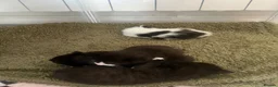 Mixed Breed cats for sale: Beautiful Kittens  - Advert 8