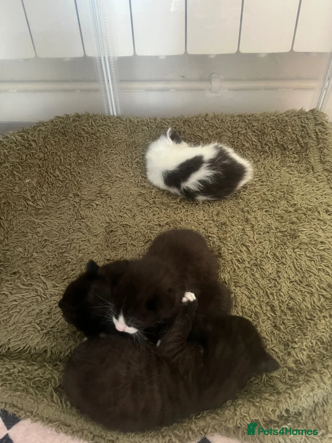 Mixed Breed cats for sale: Beautiful Kittens  - Advert 8