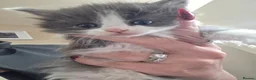 Ragdoll cats for sale: 2 grey males left beautiful kittens - Advert 3