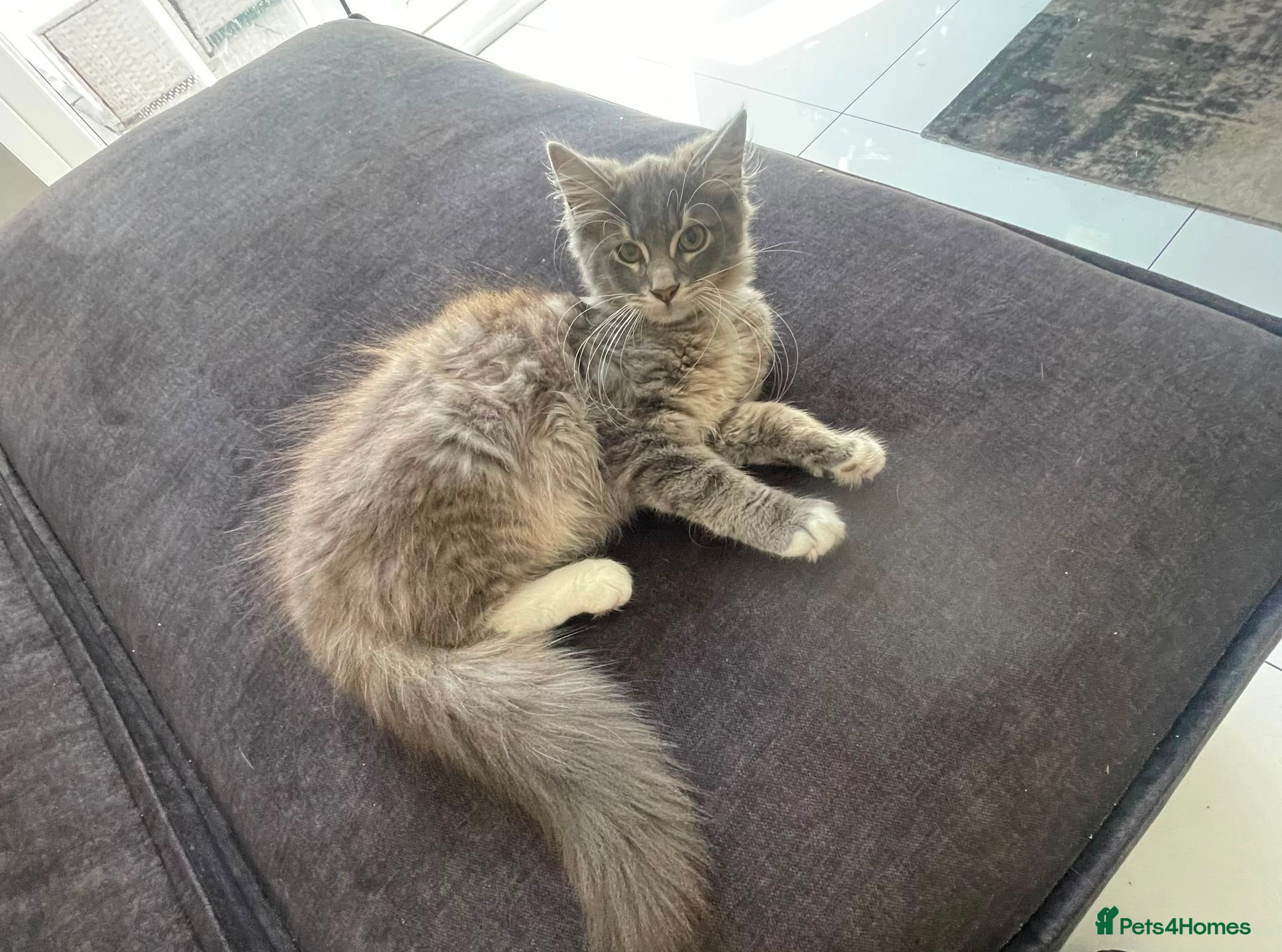 Mixed Breed cats Lovely Tabby Kittens Ready Now  - Advert 2