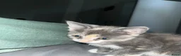 Russian Blue cats for sale: Gorgeous kittens for sale in London - Advert 10