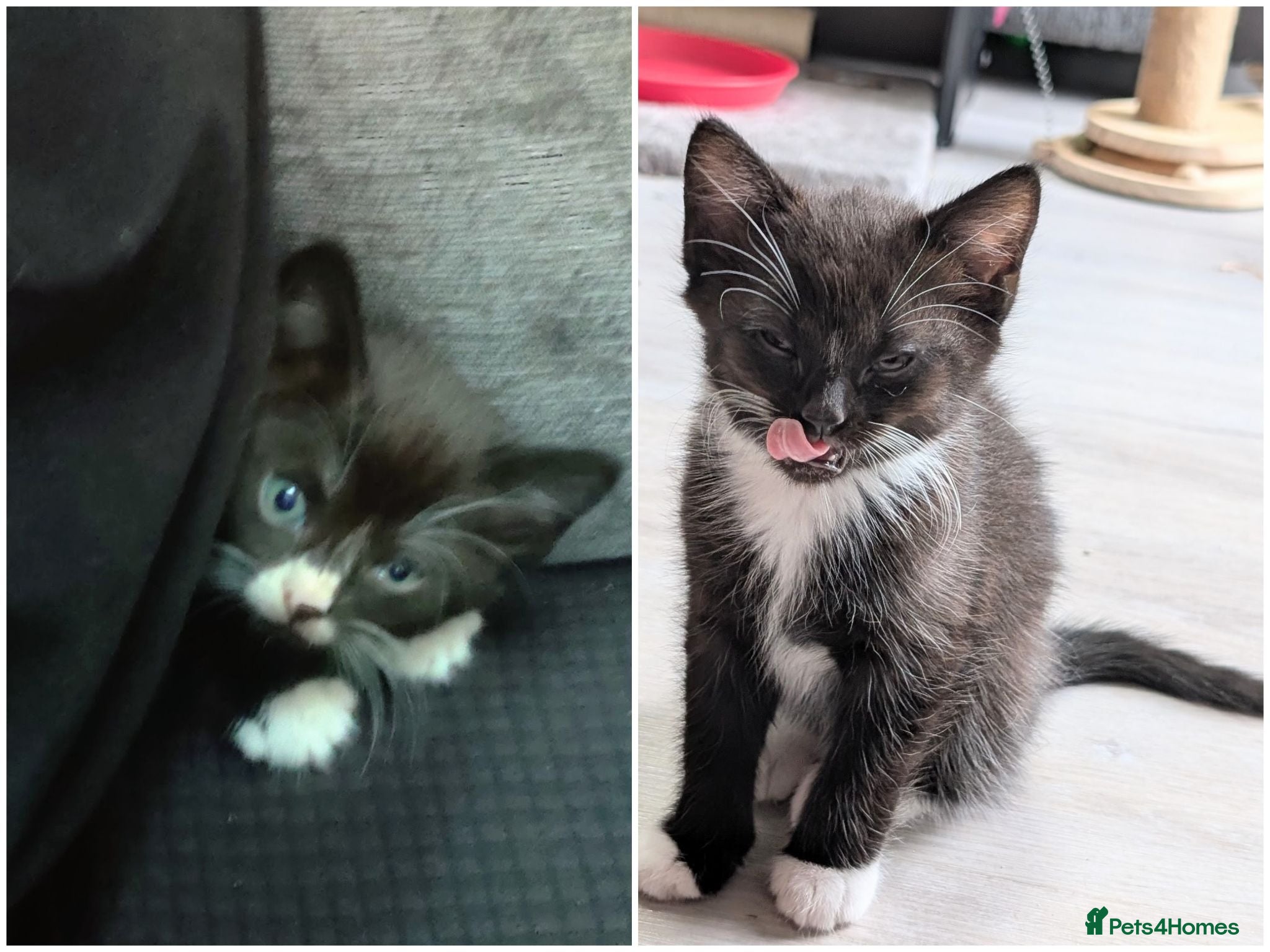 Mixed Breed cats Fluffy Black & White Tuxedo Kittens Ready 9 July  - Advert 12