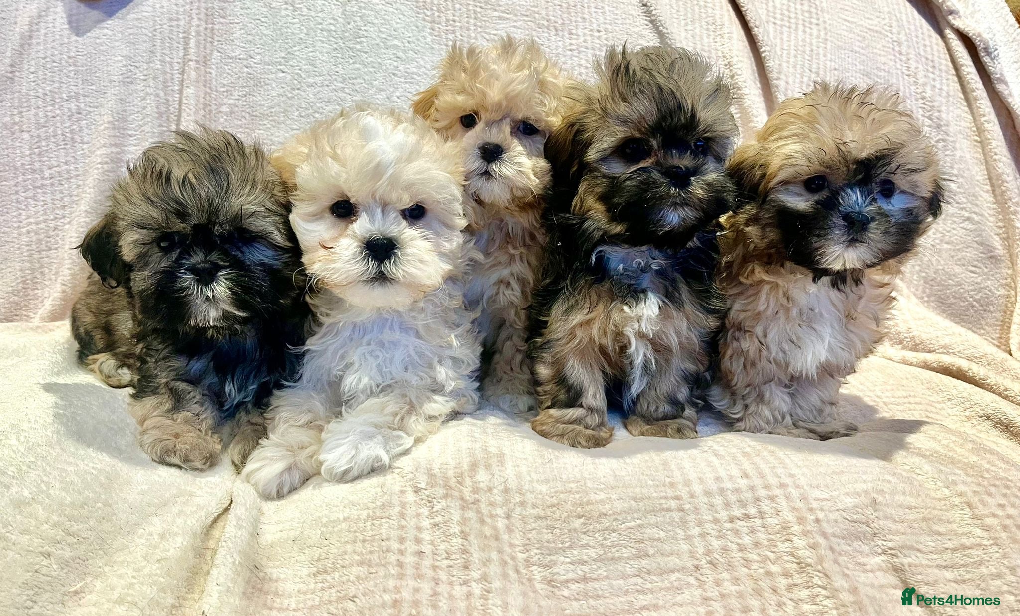 Lhasa Apso dogs Lhasa Apso - Advert 1