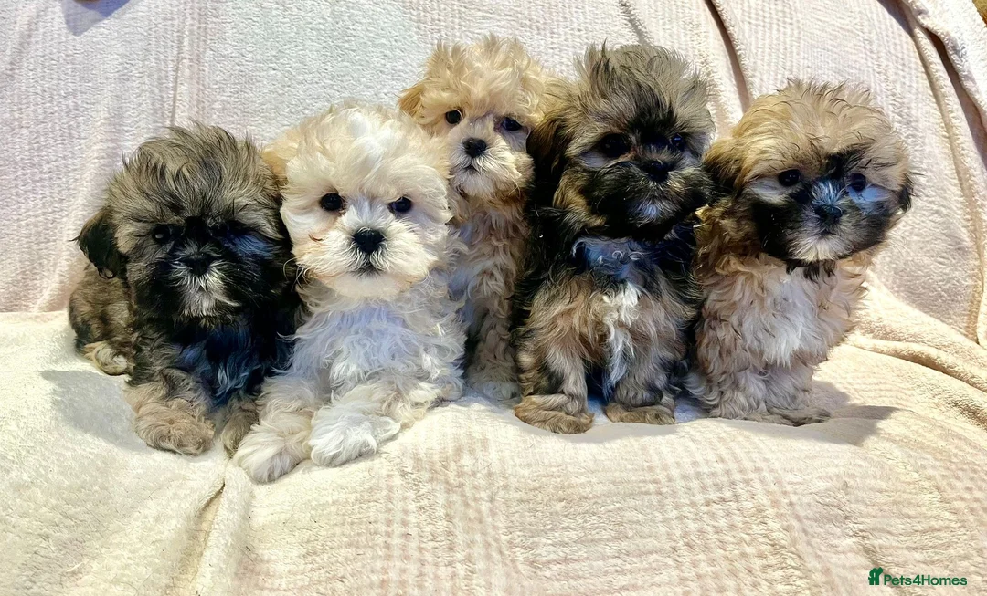 Lhasa Apso dogs for sale: Lhasa Apso - Advert 1