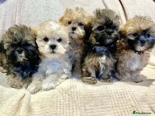 Lhasa Apso dogs Lhasa Apso - Advert 1