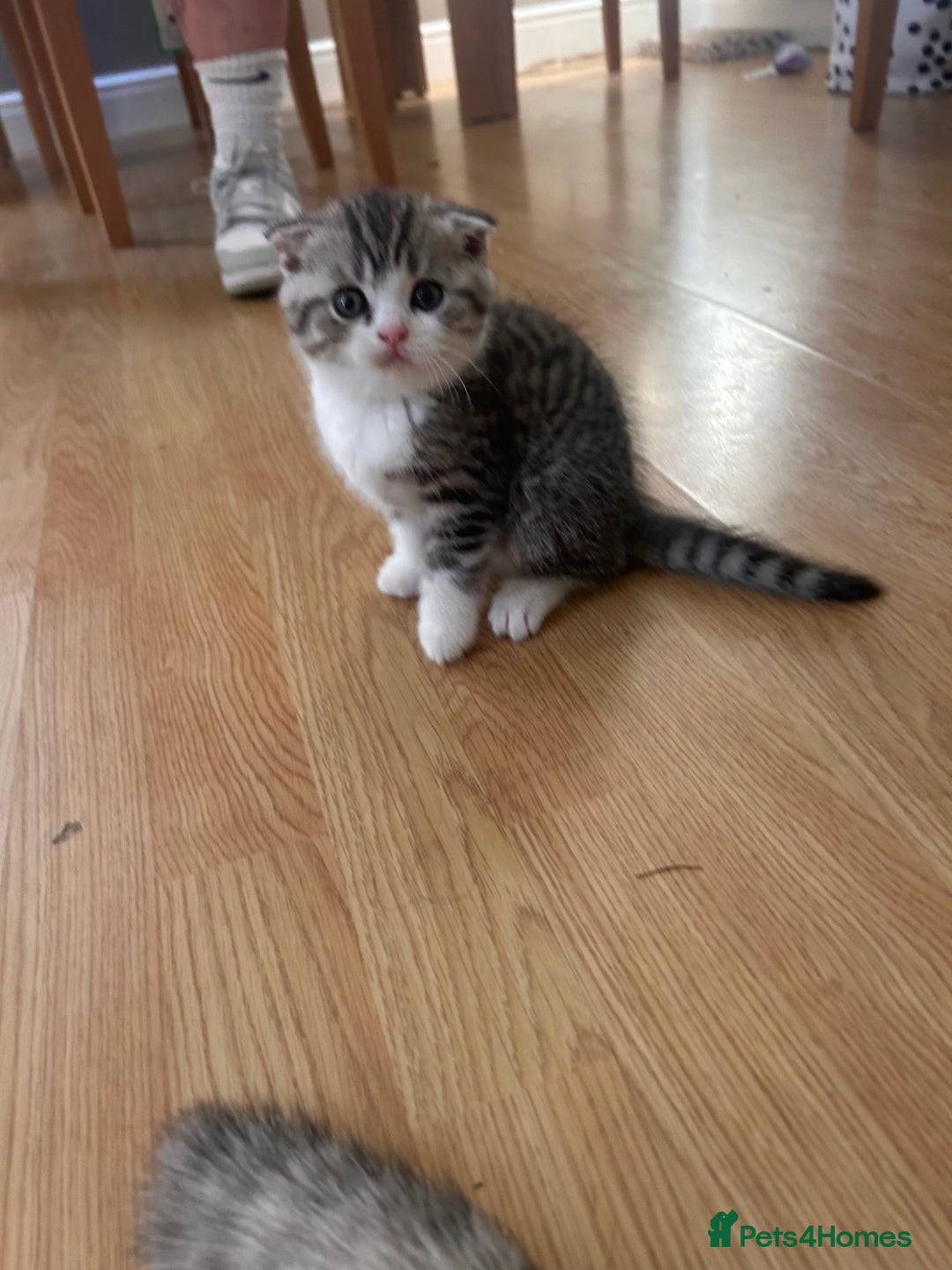 Scottish Fold cats for sale: Scottish fold and straights - Image 22