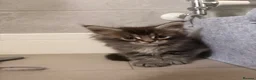 Maine Coon cats for sale: Three beautiful maine coon kittens available  - Advert 12