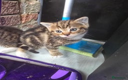 Mixed Breed cats for sale: Kittens - Image 3