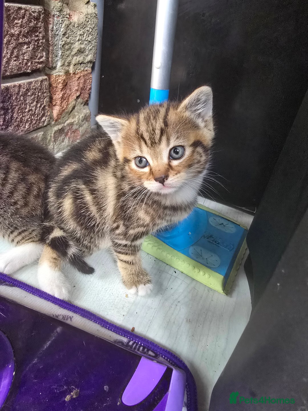 Mixed Breed cats for sale: Kittens - Image 3