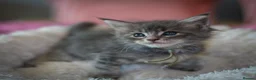 Maine Coon cats for sale: Gorgeous full breed Mainecoon kittens ready July  - Advert 6