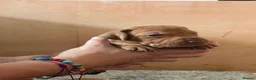 Hungarian Vizsla dogs for sale: KC registered Hungarian Vizsla puppies - Advert 18