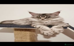 Maine Coon cats for sale: 3 Maine coon kittens. - Image 9