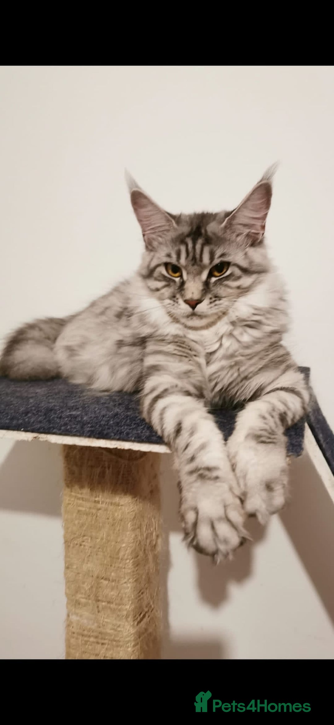 Maine Coon cats for sale: 3 Maine coon kittens. - Image 9