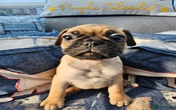 Frug dogs for sale: Frug puppies - Image 14