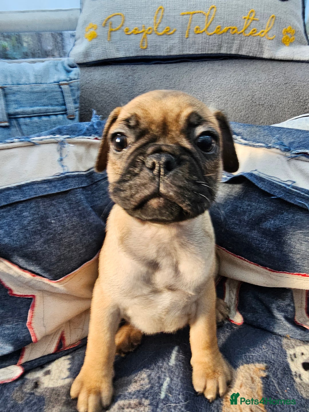 Frug dogs for sale: Frug puppies - Image 14