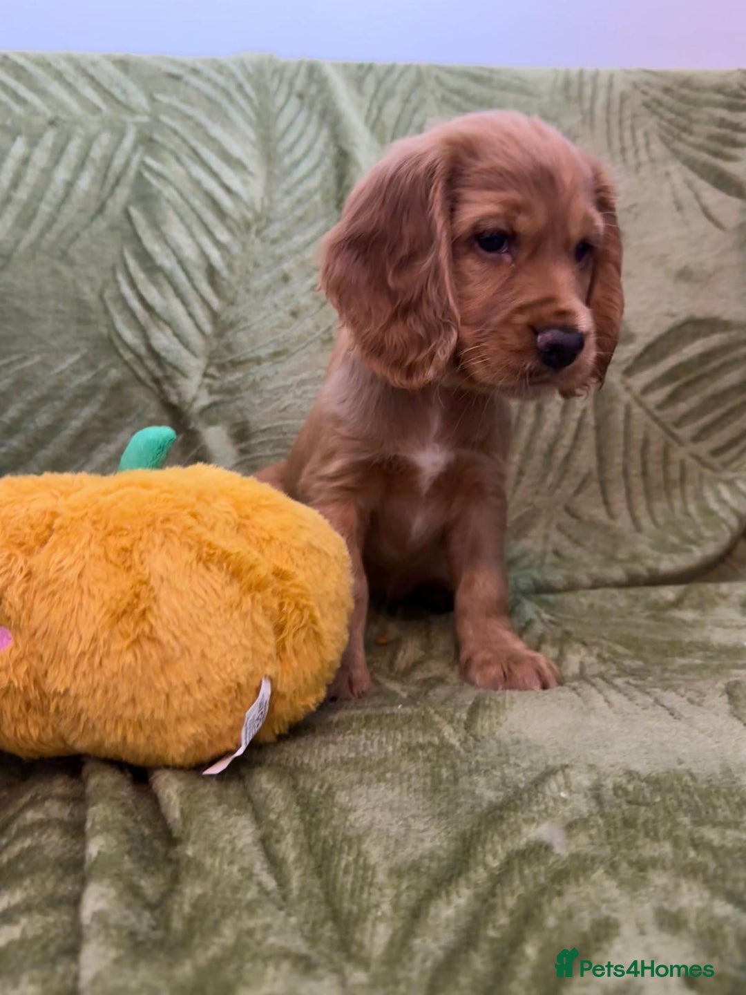 Cocker Spaniel dogs for sale: Cocker Spaniel puppies - Image 4