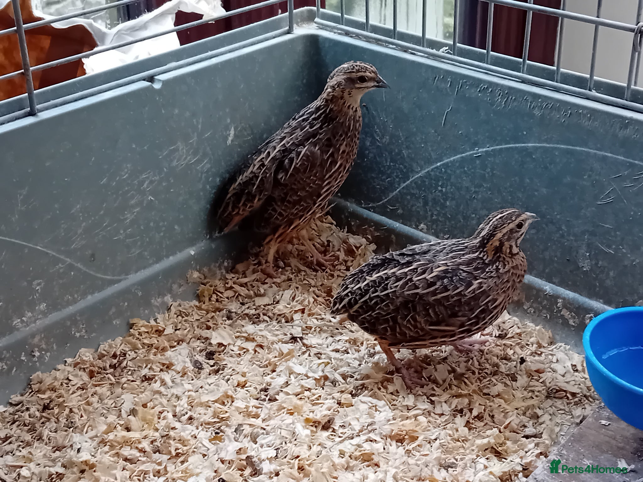 Quail poultry African Harlequin Hens Seeking a Special Home - Advert 15