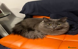 Mixed Breed cats for sale: Jackie  - Image 1