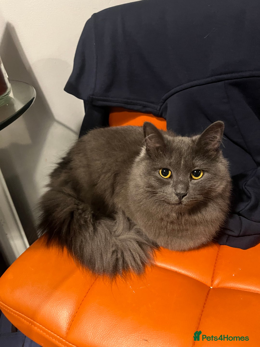 Mixed Breed cats for sale: Jackie  - Image 1