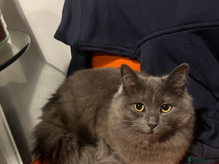 Mixed Breed cats - Advert 37