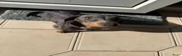 Miniature Dachshund dogs for sale: Penny  - Advert 3