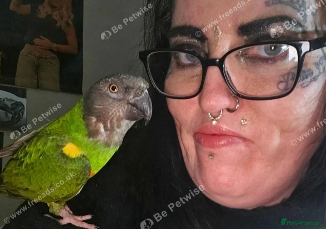 Parrots birds for sale: Tame 3 & Half Year Senegal Parrot For New Home, - Advert 1