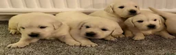 Golden Retriever dogs for sale: Super fluffy cream pups in Newark - Advert 12