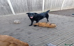 Labrador Retriever dogs for sale: Two older gentlemen seeking home together  - Image 2