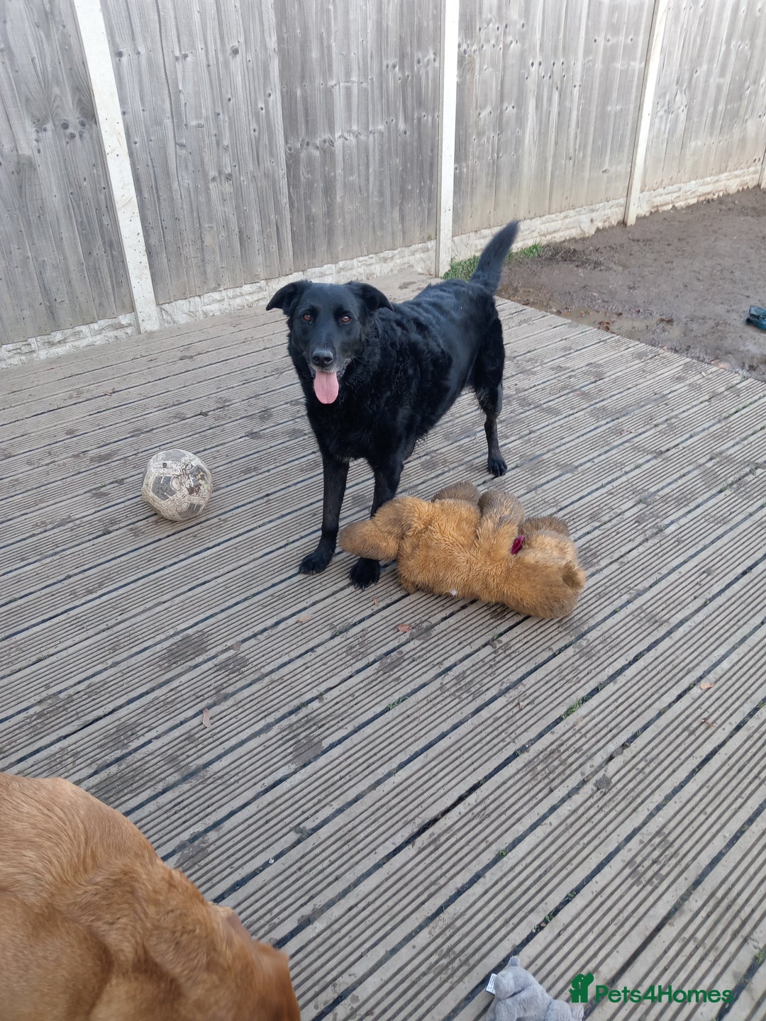 Labrador Retriever dogs for sale: Two older gentlemen seeking home together  - Image 2