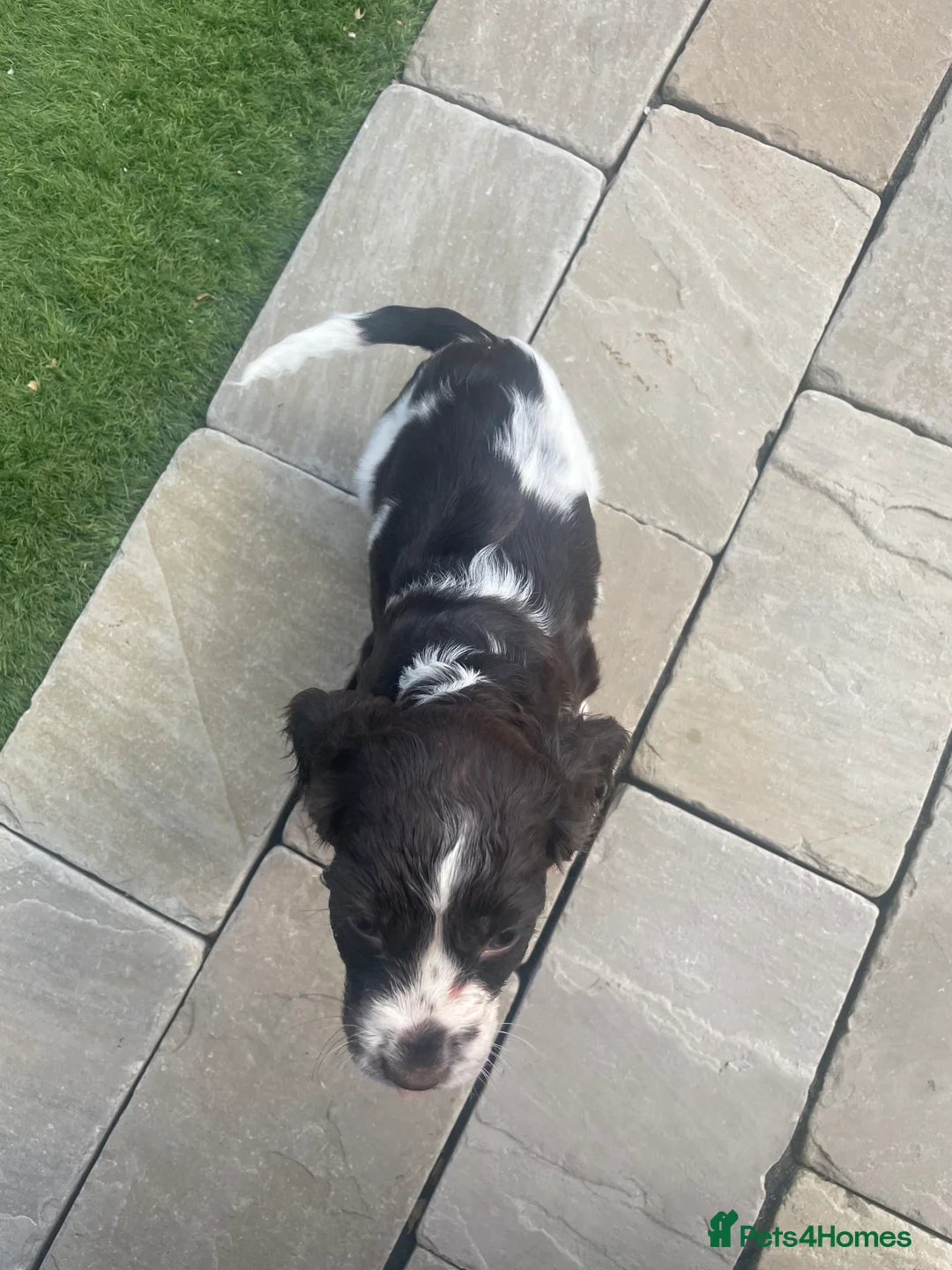 Cocker Spaniel dogs for sale: cockerspaniel puppies  - Advert 2