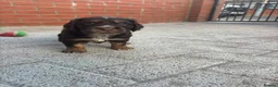 Cocker Spaniel dogs for sale: Stunning kc registered working cocker spaniels - Advert 20