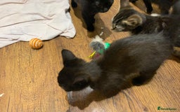 Mixed Breed cats for sale: Beautiful Kittens  - Image 10