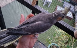 Cockatiels birds for sale: 1x 8 week old cockatiel £85  - Image 13