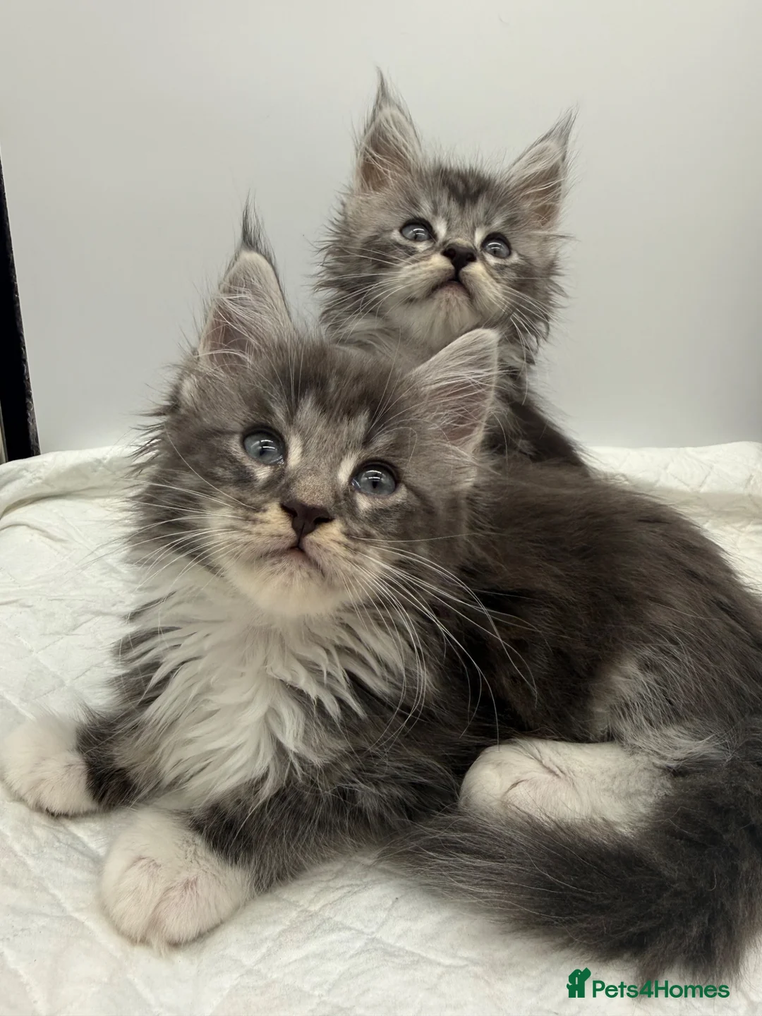Maine Coon cats for sale:     Health Tested TICA Reg Maine Coon Kittens  - Advert 1