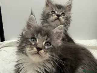 Maine Coon cats Health Tested Maine Coon Kittens TICA Reg - Advert 12