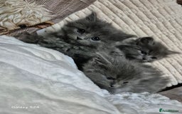 Ragdoll cats for sale: Ragdoll kittens  - Image 9