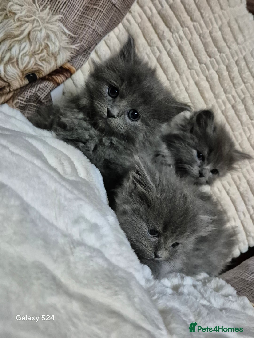 Ragdoll cats for sale: Ragdoll kittens  - Image 9