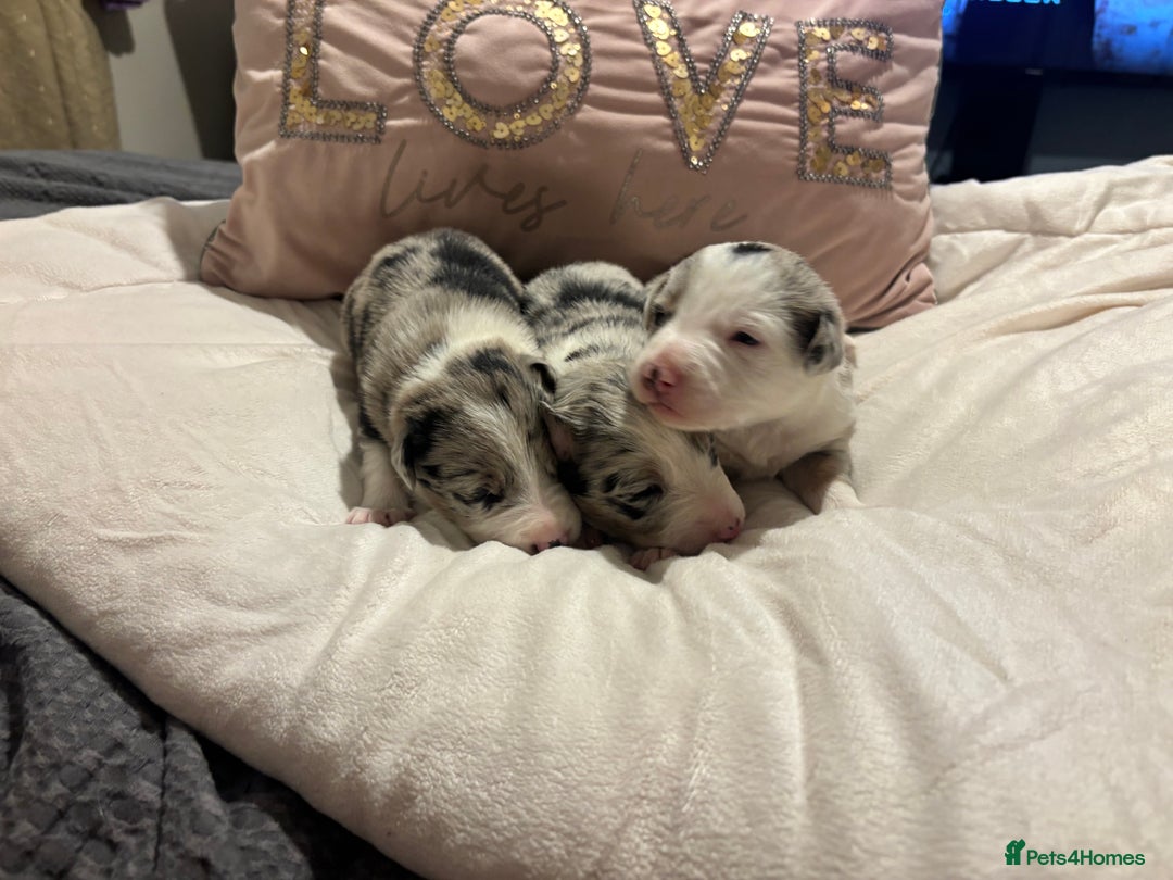 Border Collie dogs for sale: Border collie puppy’s ready to reserve  - Image 23