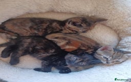 Domestic Shorthair cats for sale: Stunning kittens for sale - Image 10