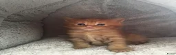 Maine Coon cats for sale: Stunning Mainecoon Kittens - Advert 15